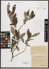 Foto von Salix appendiculata Vill.